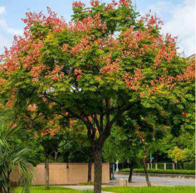 益阳人,益阳市树,市花正在评选,投票还有惊喜大奖哦!