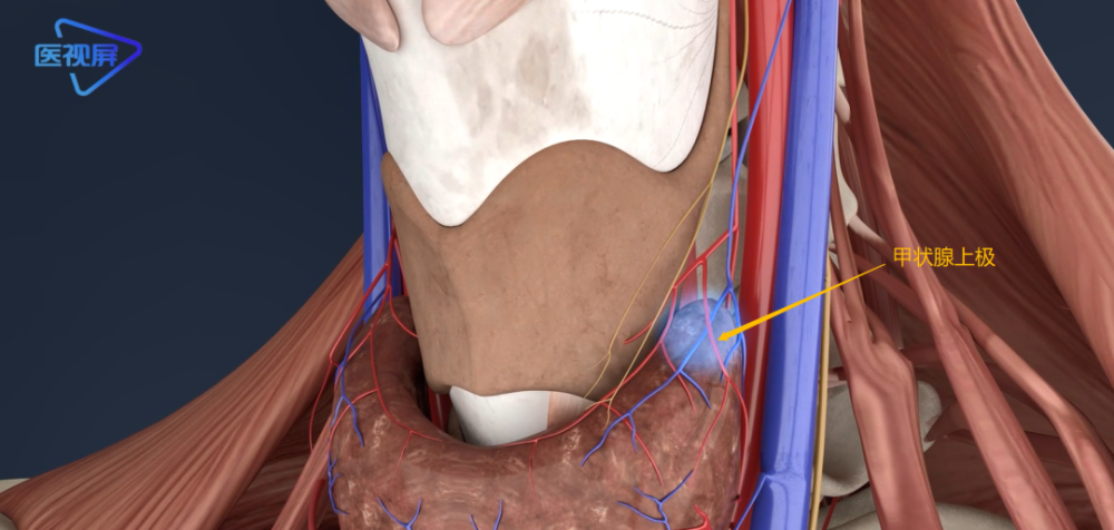 甲状腺手术中的生命线动脉与喉神经的关系