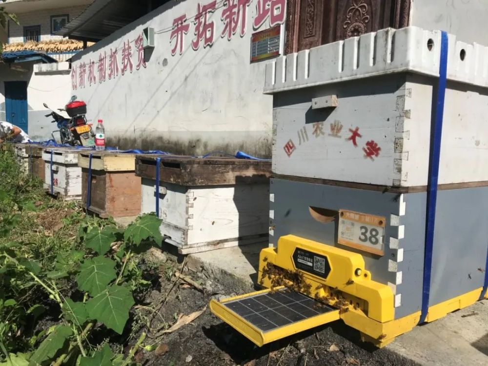 乡村振兴,川农人在行动!