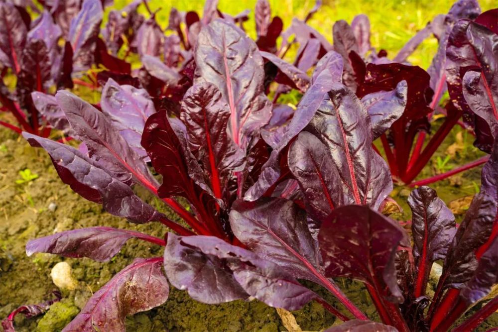 紫叶甜菜,甘蓝,香芋,千禧番茄,彩色辣椒,奶白菜,荷兰豆,生菜,油麦菜