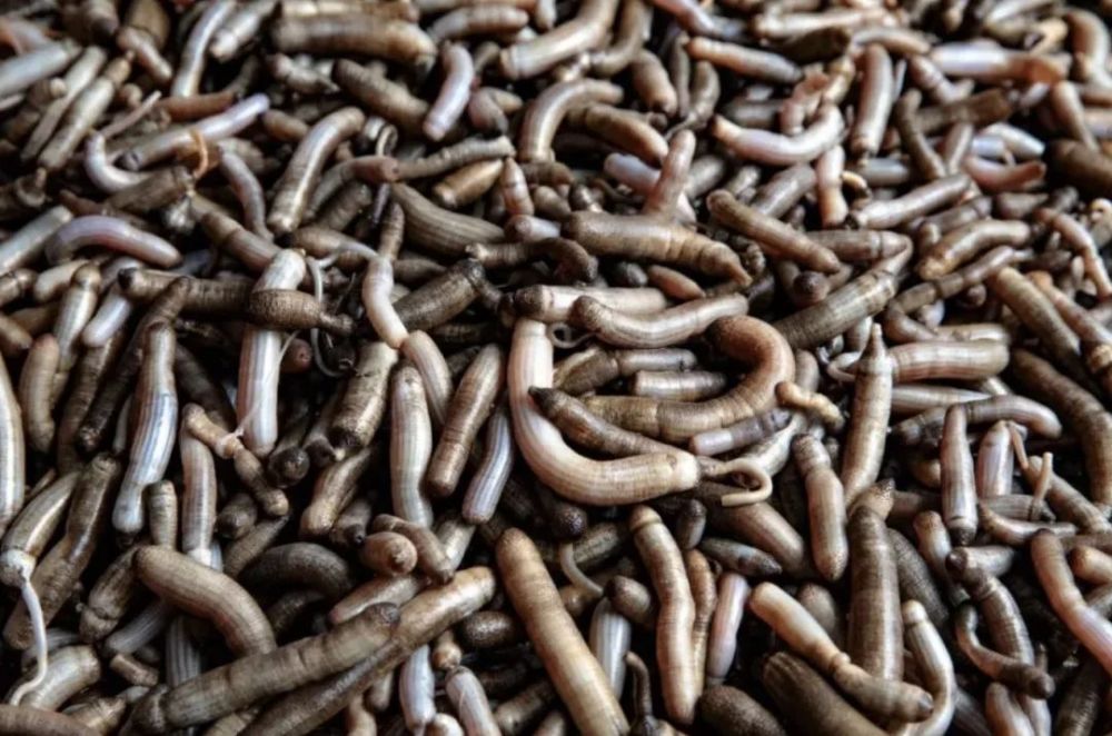 沙虫做法-沙虫,是如何在地球上变成一道美味的?_海参海鲜妹妹