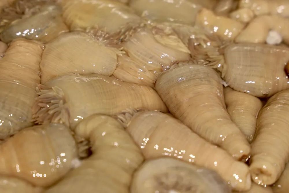 沙虫做法-沙虫,是如何在地球上变成一道美味的?_海参海鲜妹妹