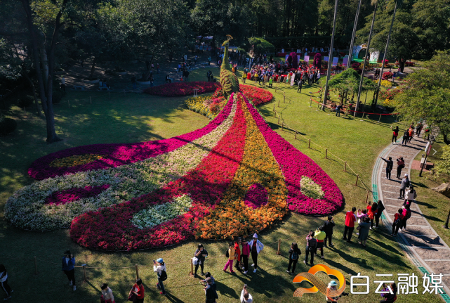 超40种簕杜鹃花,5万盆时花,真正的花海等你来打卡!