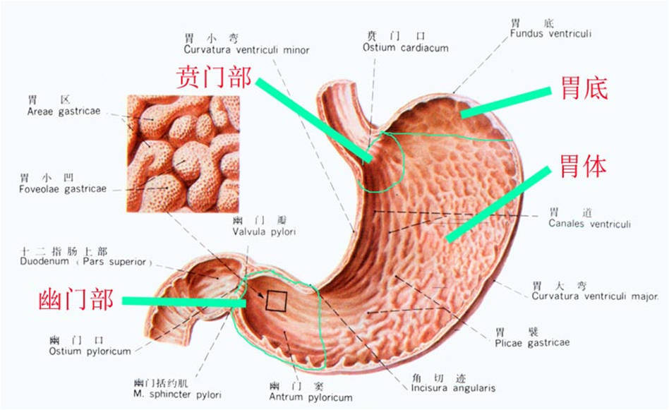 消化系统结构与功能一文轻松搞定