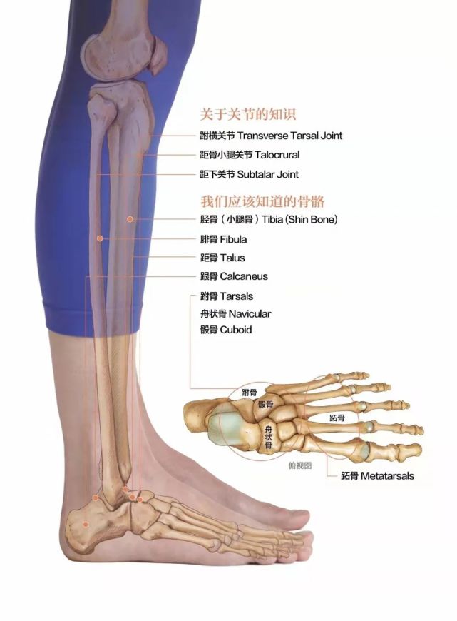 容易崴脚的注意了强健踝关节的办法这里有