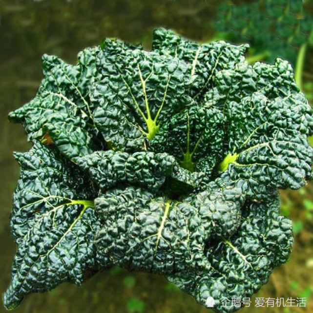 湖北特色青菜随州泡泡青抗寒性强经霜雪后味道更美味