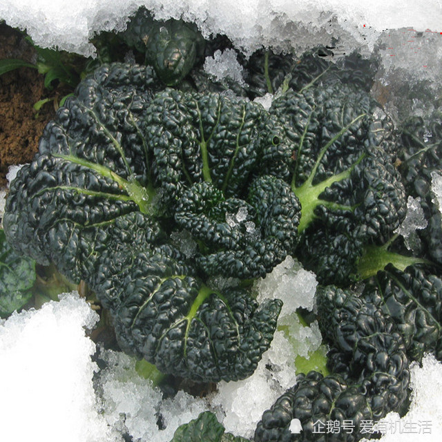 湖北特色青菜"随州泡泡青",抗寒性强,经霜雪后,味道更美味