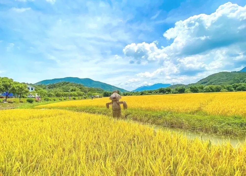 (图源网络 坐上稻田蒸汽小火车 体验不一样的稻田美景 穿梭在稻田间