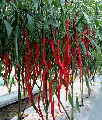 湖南的辣椒来自广东沿海最初多称海椒