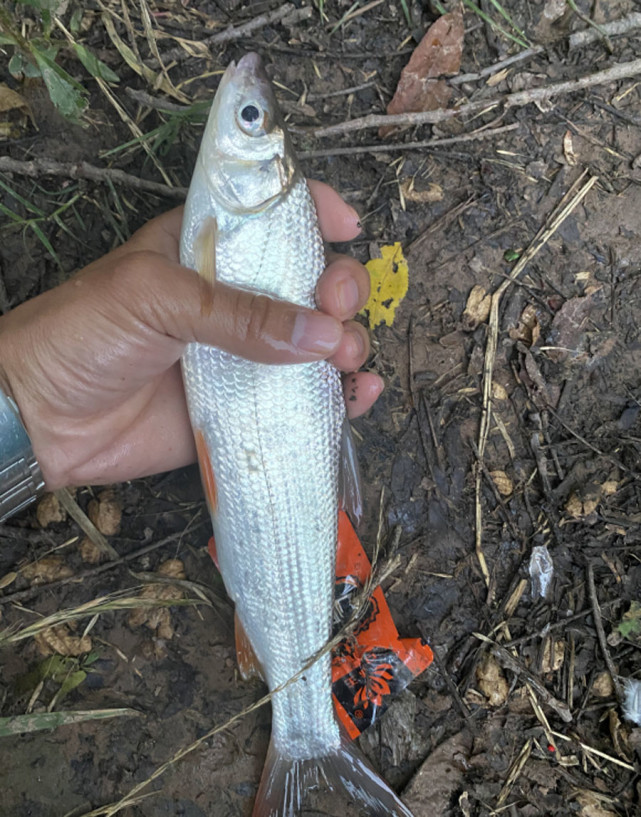 夏秋两季,水库开闸进水,大量的红尾鲹在进水处迎水觅食用海竿或手海