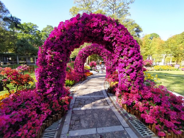 杜鹃花展图片