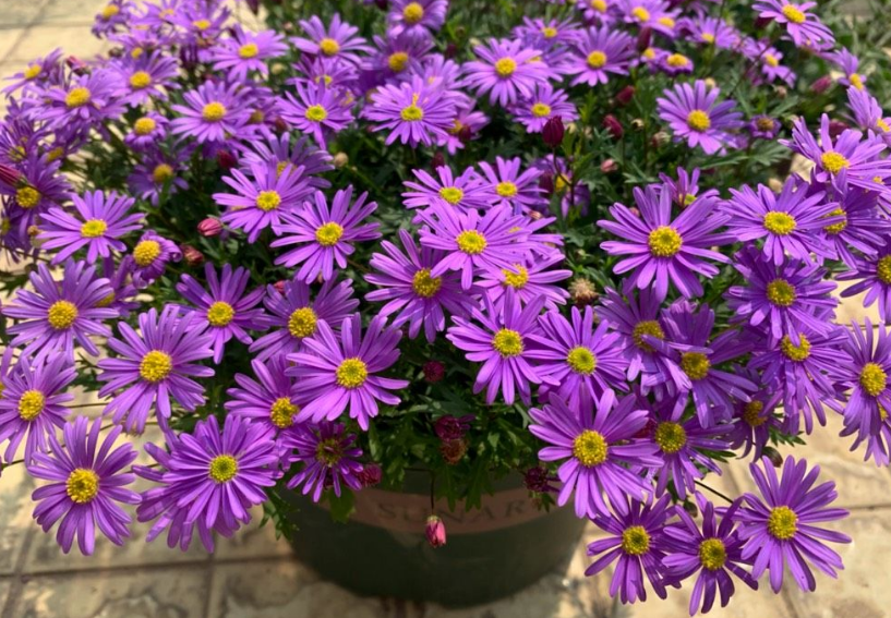 6种耐寒花,北方过冬无压力,从冬开到春,好看不俗气