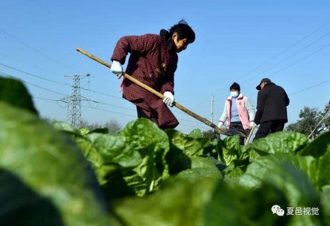 今年以來,夏邑縣農廣校的農業技術人員指導,引導家庭農場,農民專業