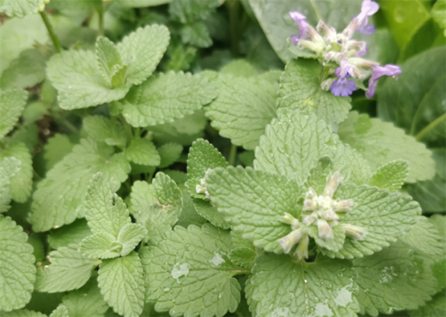 猫薄荷是什么植物?学名叫荆芥,野外分布广,是民间"通用"草本