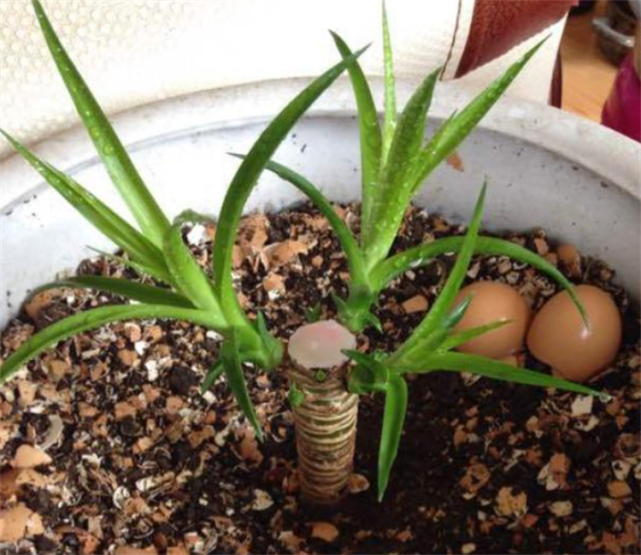 咔嚓剪下来扦插,保持通风,温暖好生根发芽