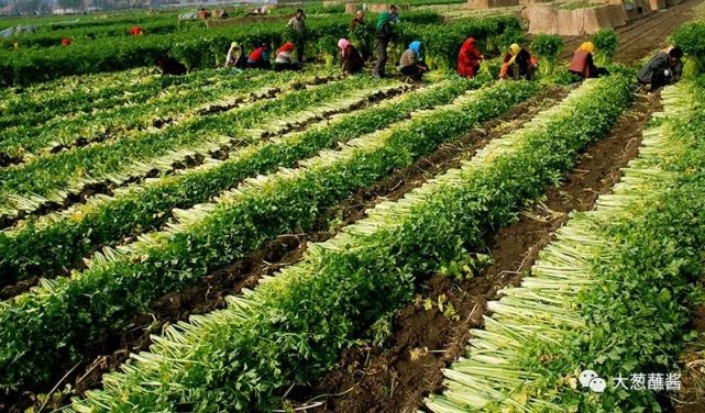 家乡特产之马家沟芹菜