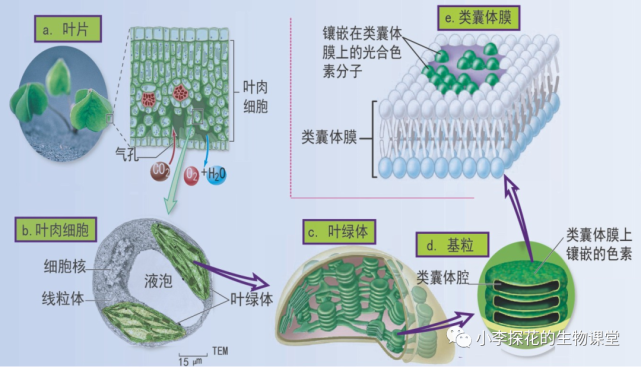 活躍的化學能轉換成穩定的化學能在暗反應階段中,二氧化碳被固定後