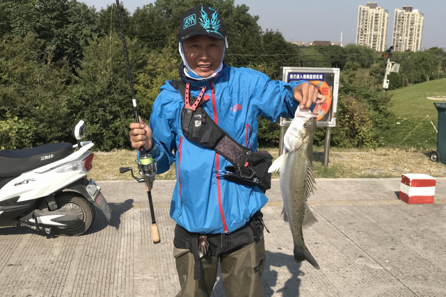 鱸魚的覓食習性和垂釣技巧|鱸魚|垂釣|泥鰍|路亞|小蝦