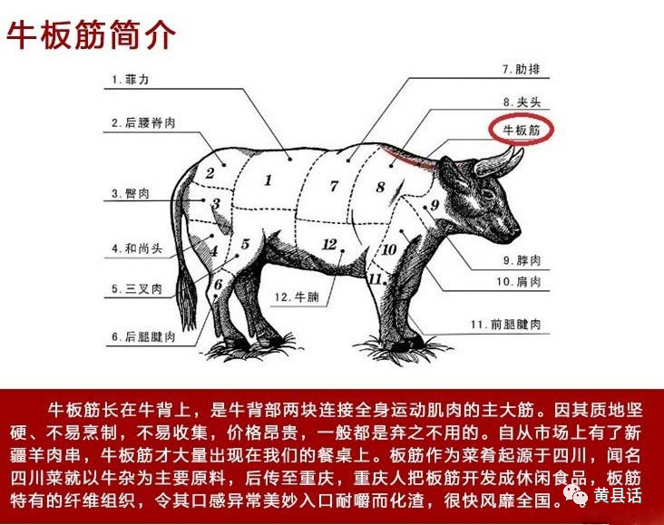 你所不知道的"筋"