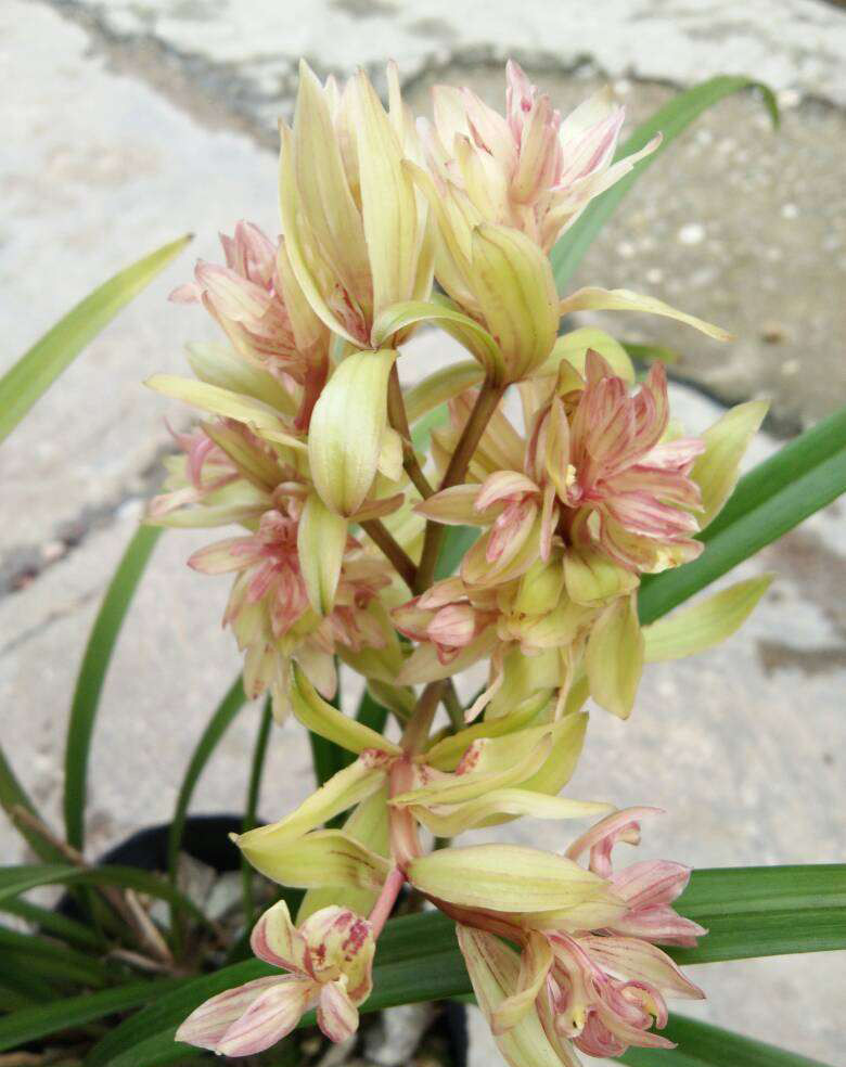 这款奇特漂亮的兰花,富山奇蝶,比绿萝好养活,香气馥郁芬芳,值得花友们