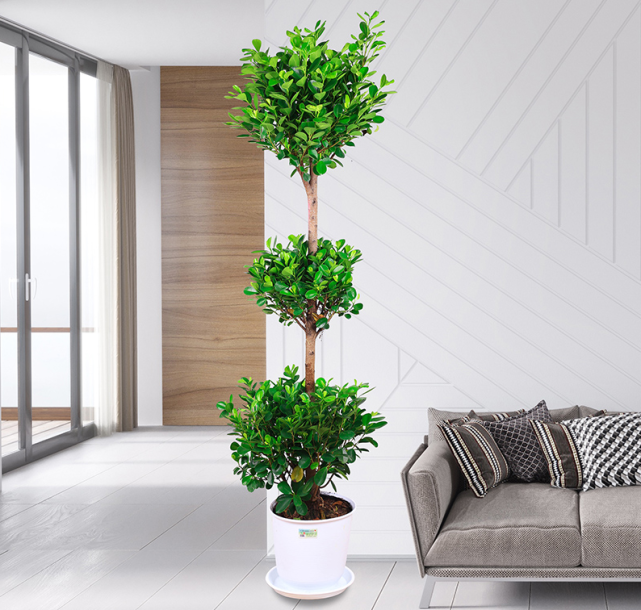 它被称为摇钱树给家里养一株来个好彩头