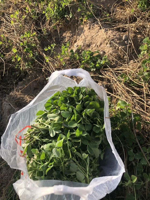 看着两旁行道树的叶子大都落了或变黄了,河滩里只有干枯的芦苇,在随风