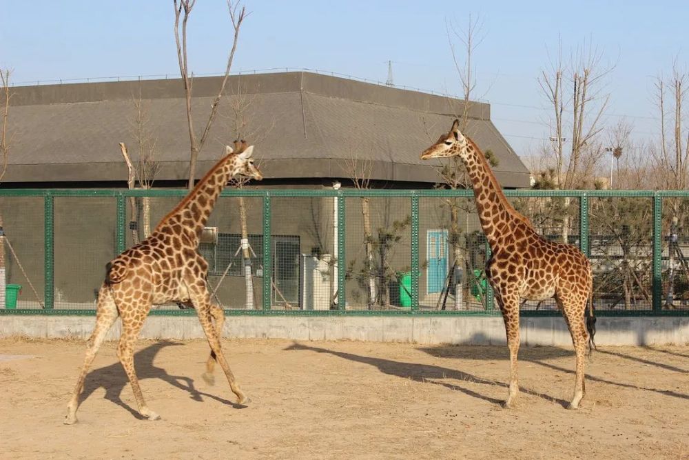 把動物世界都搬來來這些寶藏樂園赴一場人與自然的奇幻之旅