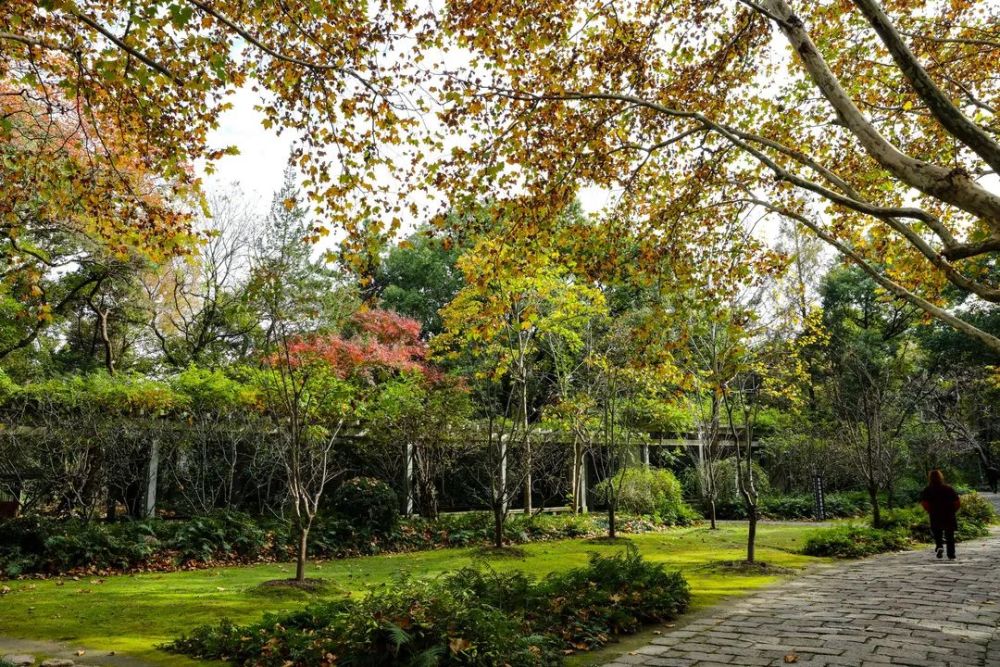 藏在楊浦各公園的深秋美景,美到驚豔!_騰訊新聞