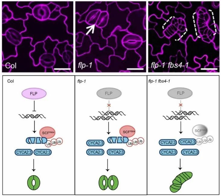 jipb | 中國科學院植物研究所樂捷課題組發現植物氣孔細胞分裂調控新