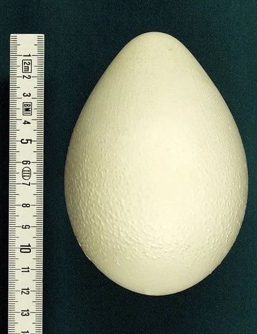 企鹅生蛋季,咱来聊聊生蛋那些事～_腾讯新闻