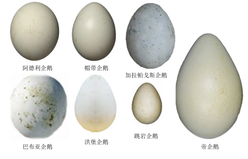企鹅生蛋季,咱来聊聊生蛋那些事～_腾讯新闻