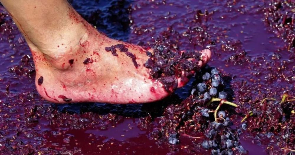 因为在葡萄酒酿造完成后会进行下胶过程,葡萄酒中的杂质会沉淀下来并