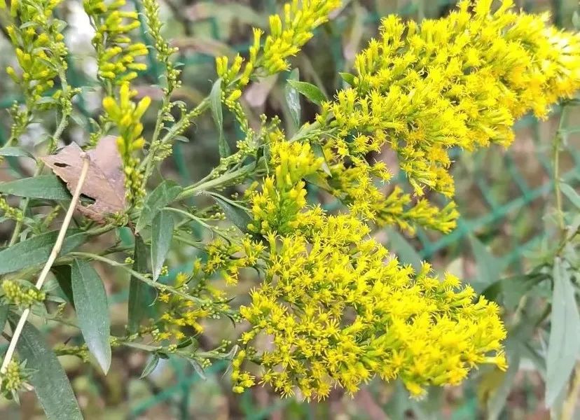 一枝黃花