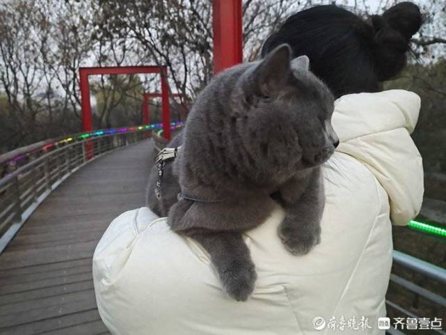 扛着12斤蓝猫游园济南这女孩儿体力不错