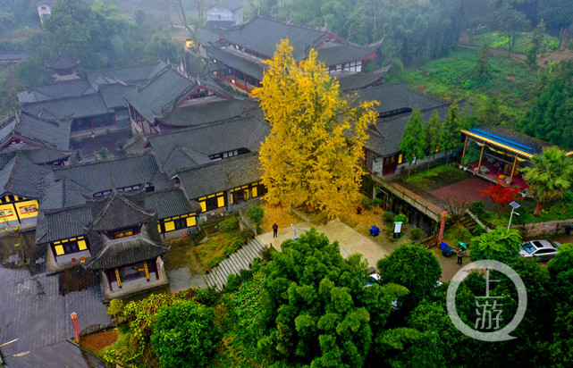 重庆天心寺银杏图片