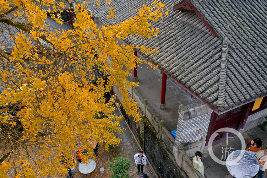 重庆天心寺银杏图片