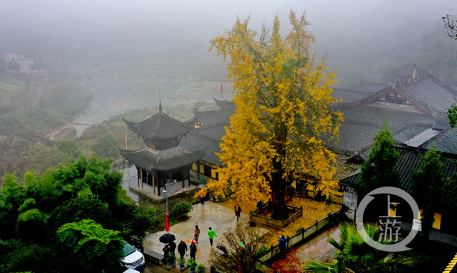 重庆天心寺银杏图片