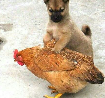 捉鸡现场广州男子在男厕偷拍被男篮队长当场抓获