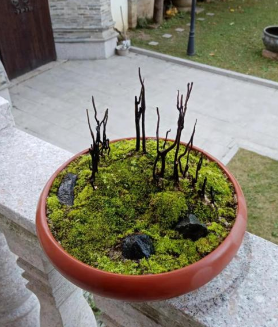 什么叫阴芽金弹子阴芽盆景的鉴赏与栽培