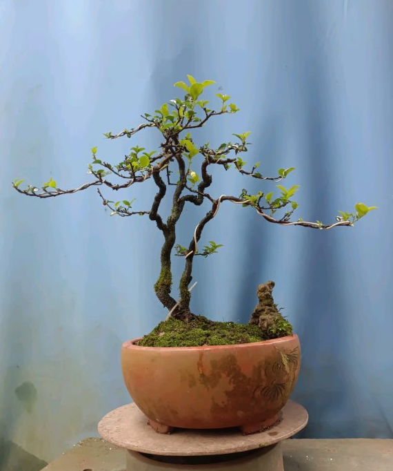 什么叫阴芽金弹子阴芽盆景的鉴赏与栽培