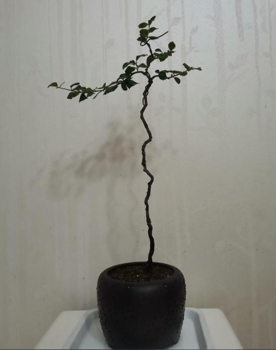 什么叫阴芽金弹子阴芽盆景的鉴赏与栽培