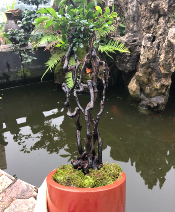 什么叫阴芽金弹子阴芽盆景的鉴赏与栽培