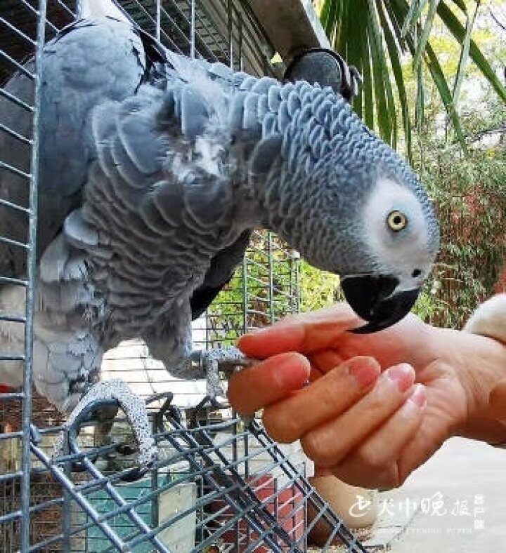 南海动物园有两只会说话的灰色鹦鹉系国家一级保护动物