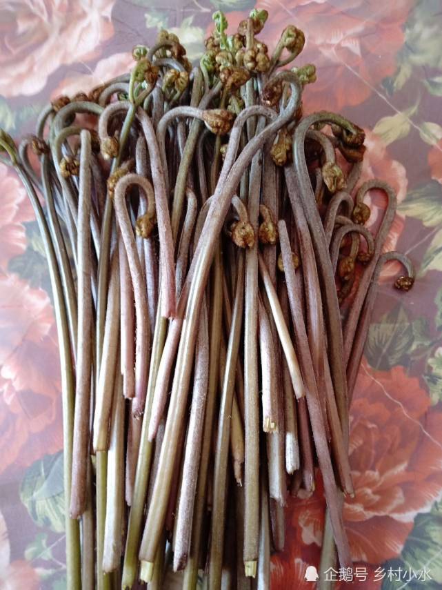 蕨菜被誉为长寿菜真的致癌吗