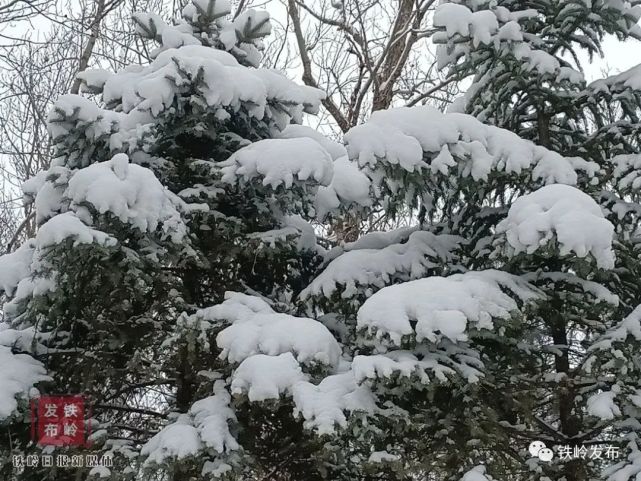 調兵山勞動公園大雪壓枝686868作者:趙爽拍攝地點:調兵山砬子山