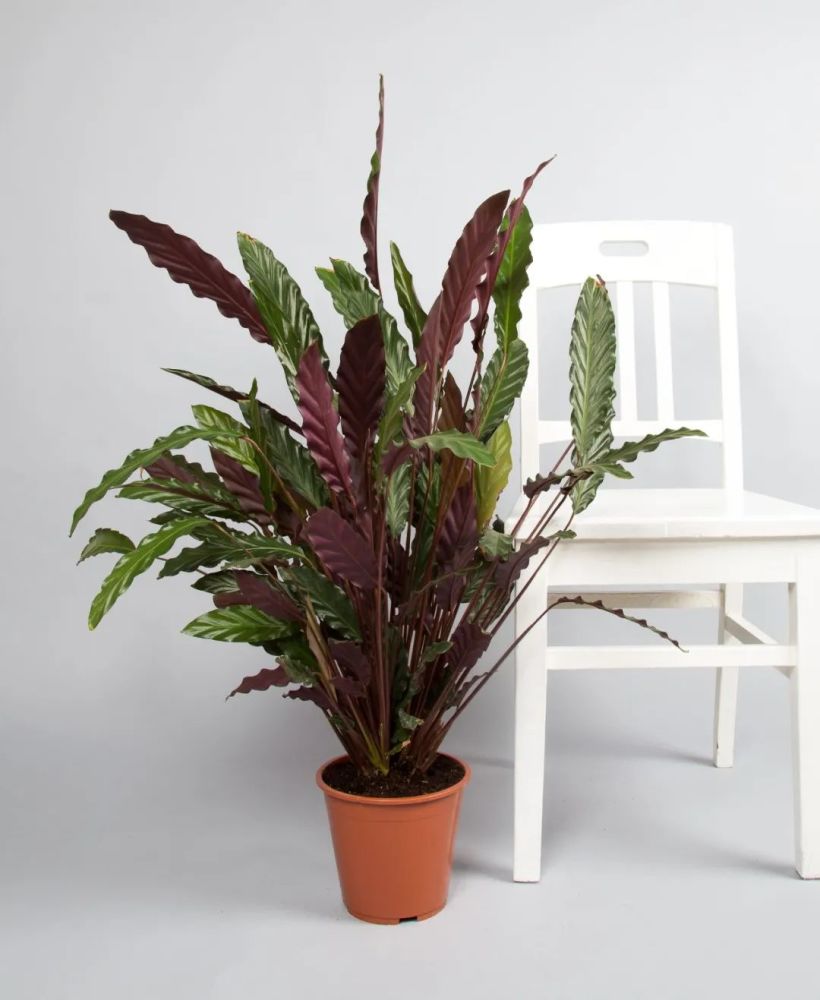 13种市面上容易买到的盆栽竹芋干燥或寒冷的环境建议别养