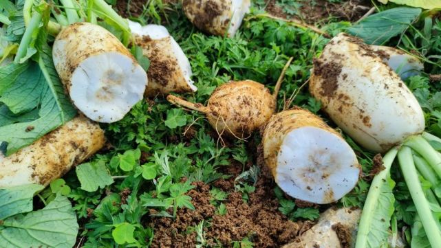 【巩固拓展脱贫攻坚成果 全面推进乡村振兴】脱贫不脱心 浓浓帮扶情