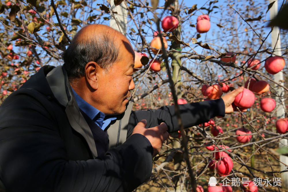 陕西57岁苹果大叔种了30多年苹果，冬日暖阳晒苹果，越晒越甜墨墨背单词上限什么用