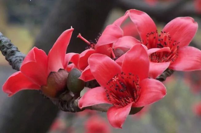 木棉花的功效与作用 木棉花的正确吃法 腾讯新闻