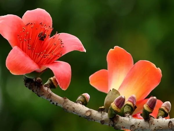 木棉花的功效与作用 木棉花的正确吃法 腾讯新闻